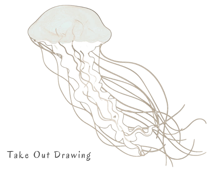 Realistic Jelly Fish Drawing Sample-1