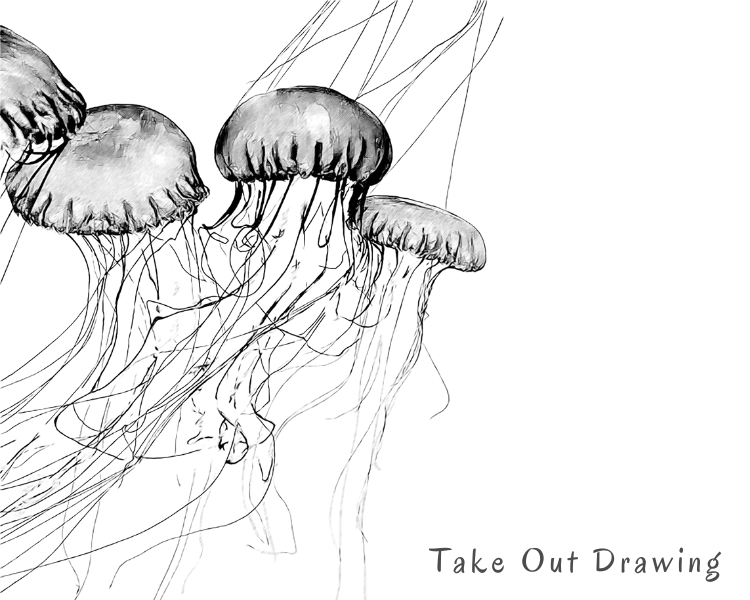 Realistic Jelly Fish Drawing Sample-4