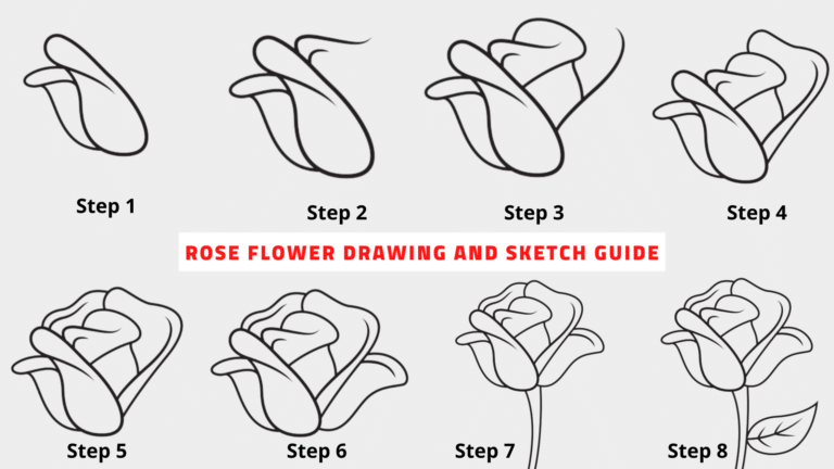 rose flower drawing and sketch