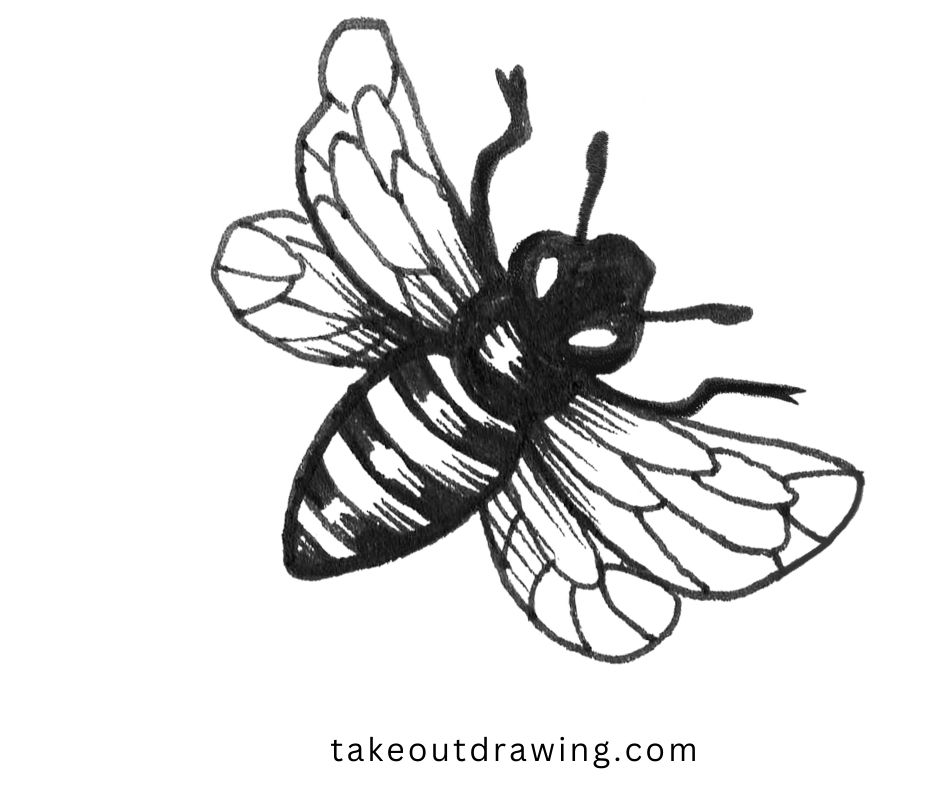 Bee Drawing Easy-4