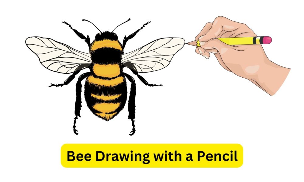 Bee Drawing with a Pencil