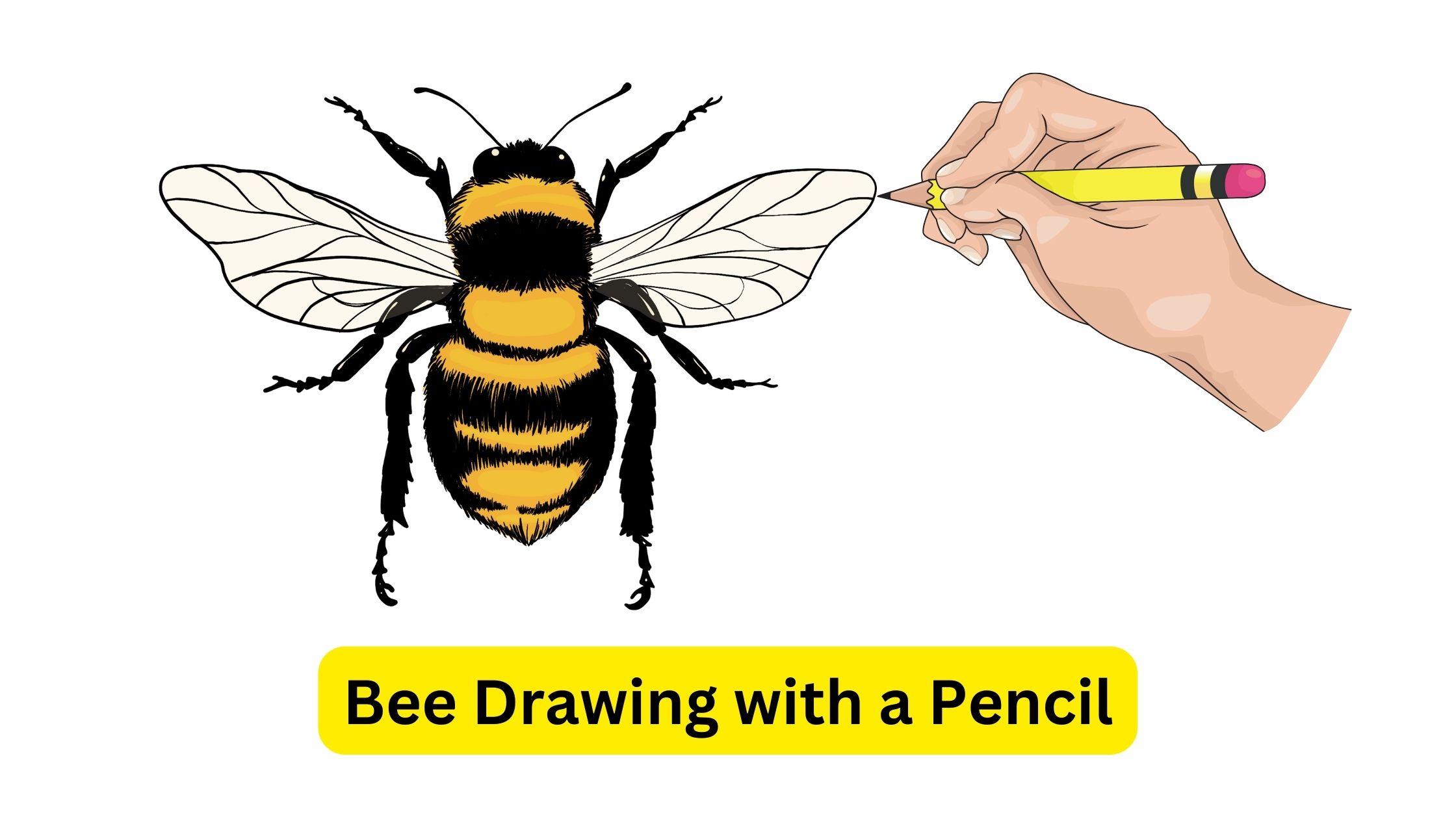 Bee Drawing with a Pencil