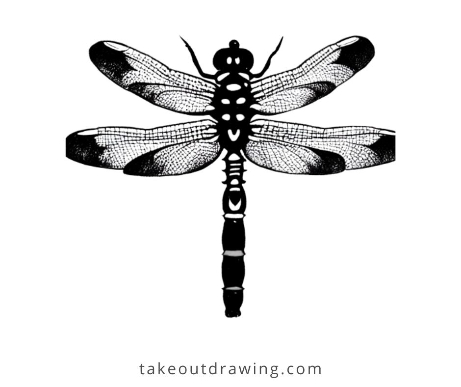 Dragonfly Drawing Pictures-3