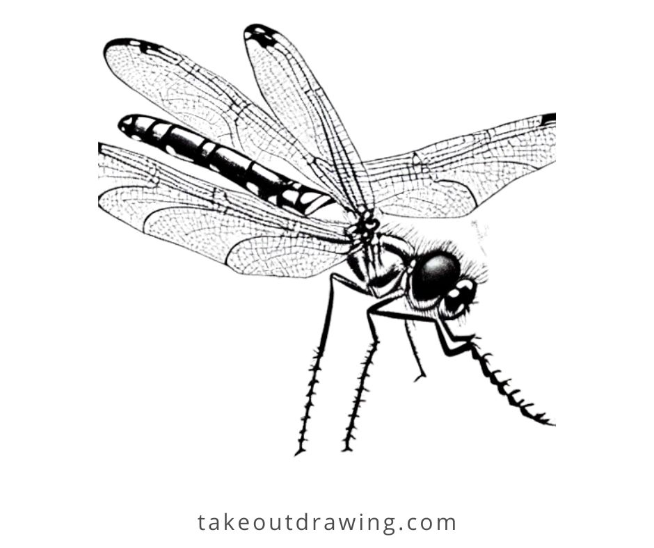 Dragonfly Drawing Pictures-4