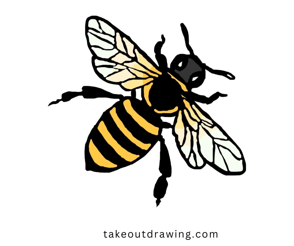 Honey Bee Drawing-1