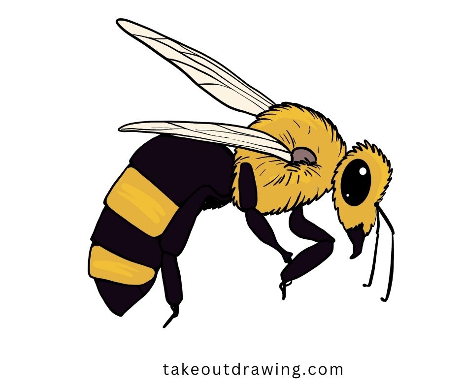 Honey Bee Drawing-4