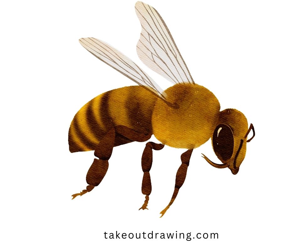 Honey Bee Drawing-5