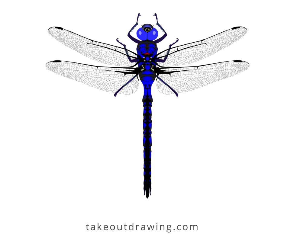 Pretty Dragonfly Drawing-5