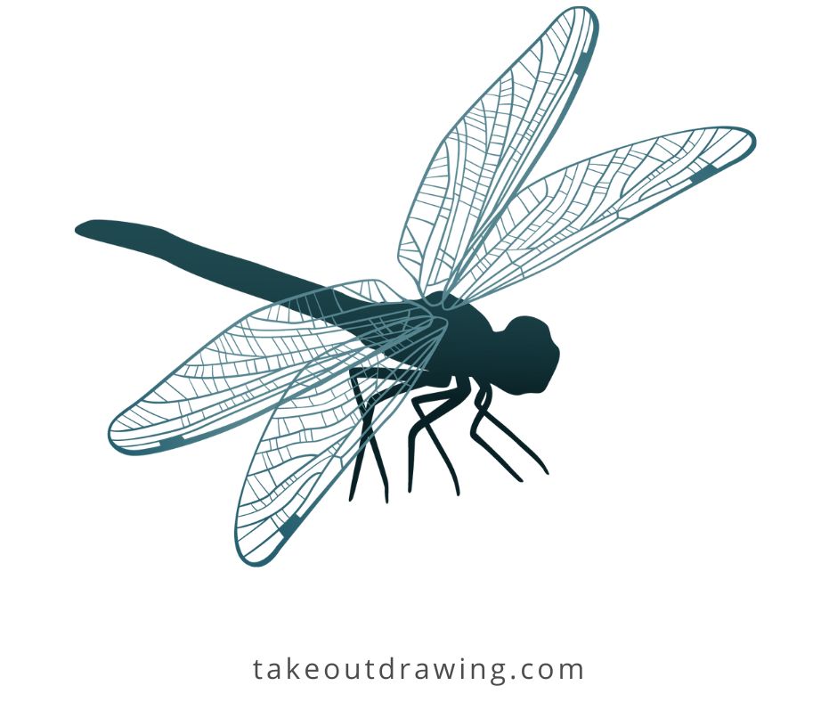 Realistic Dragonfly Drawing-3