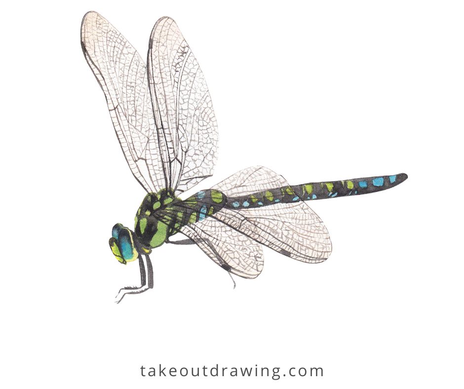 Realistic Dragonfly Drawing-4