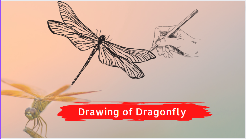 drawing of dragonfly feature image