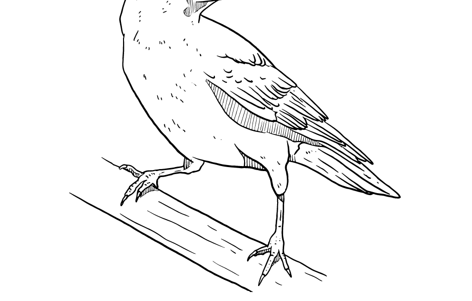 Easy Crow Drawing Picture-3