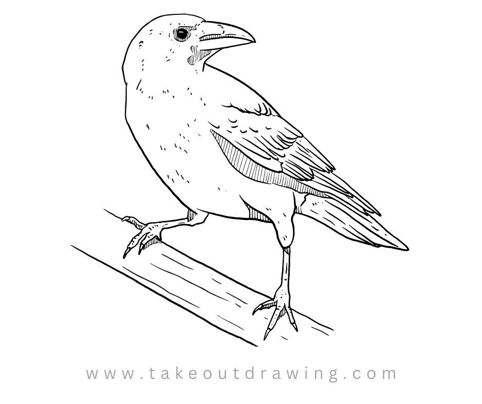 Easy Crow Drawing Picture-3