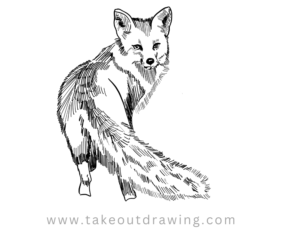 Easy Drawing of a Fox 2