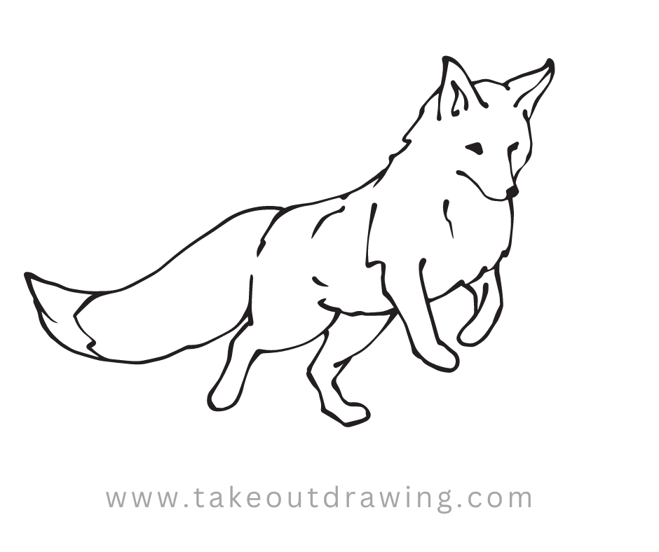 Fox Drawing Outline-1