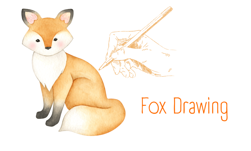 Fox Drawing