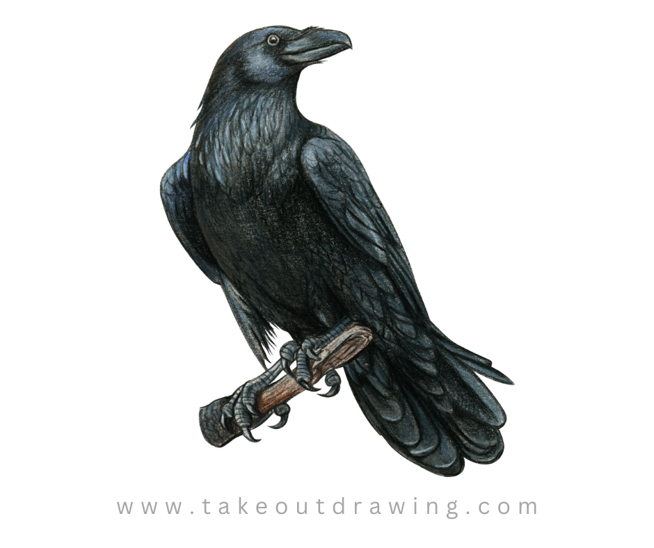 Simple Crow Drawing-1