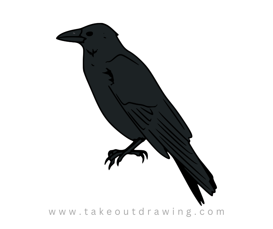 Sketch Crow Drawing-2