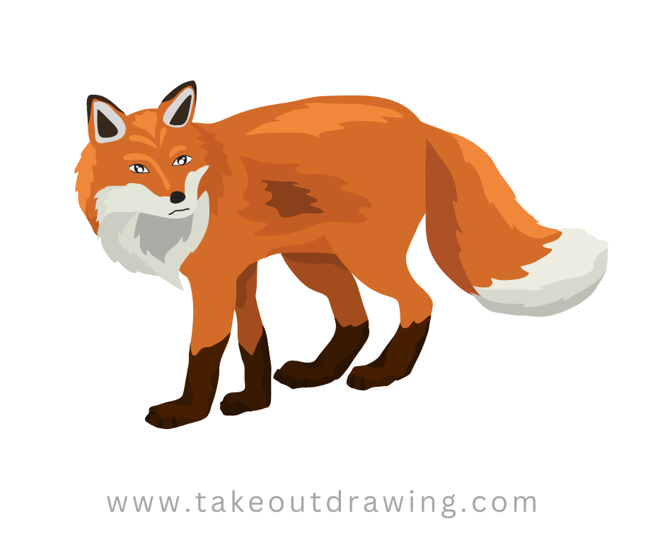 fox color drawing-1