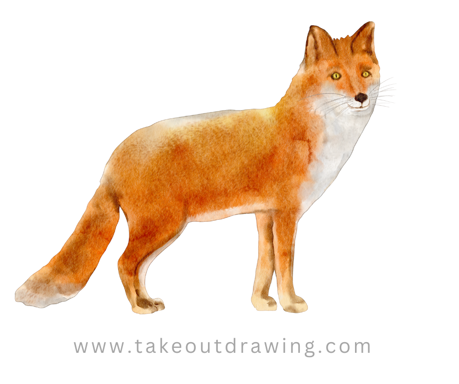 fox color drawing-3