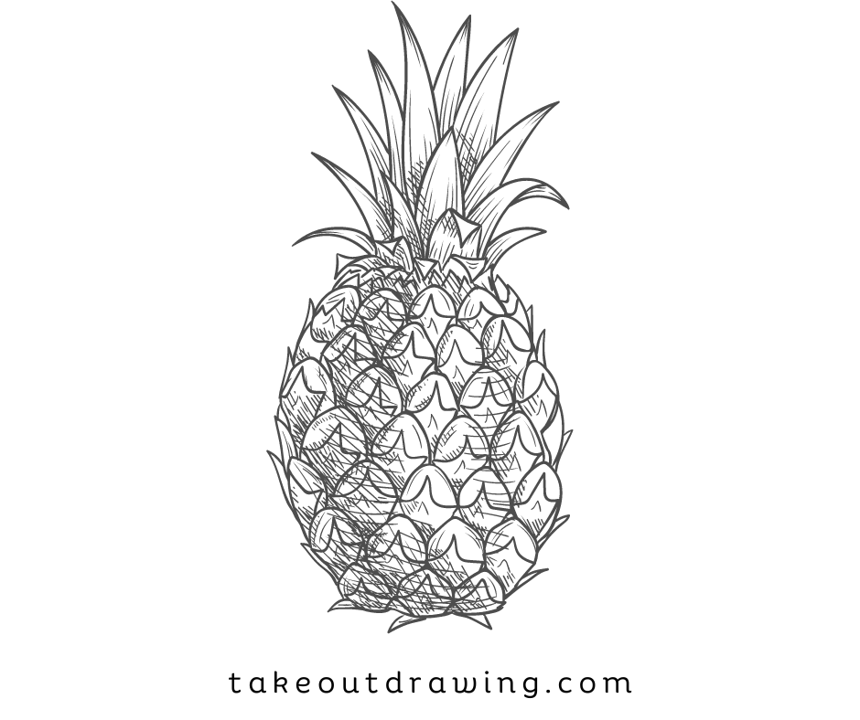 Pineapple Drawing Sketches-2