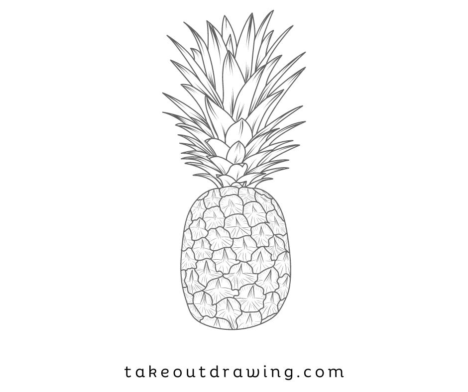 Pineapple Drawing Sketches-3