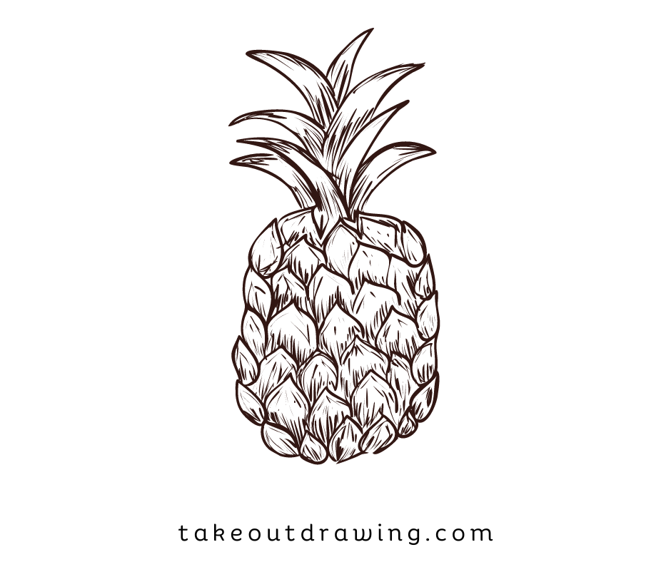 Pineapple Drawing Sketches-5