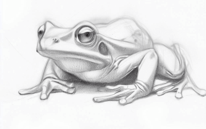 Easy-Frog-Drawing-Cute-Frog-Drawing-Outline